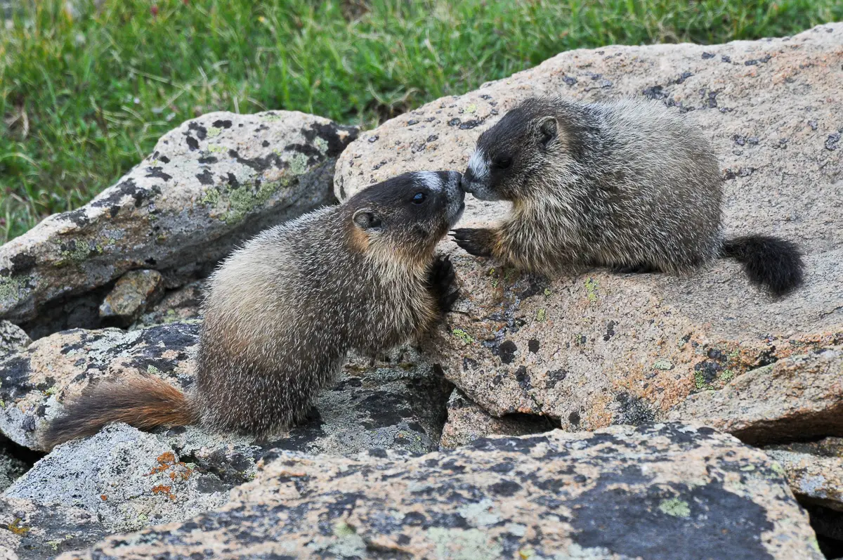 Marmot kiss on Trail Ridge yellow-bellied marmots in rocky mountain national park, Estes Park Wildlife, Rocky Mountain Wildlife